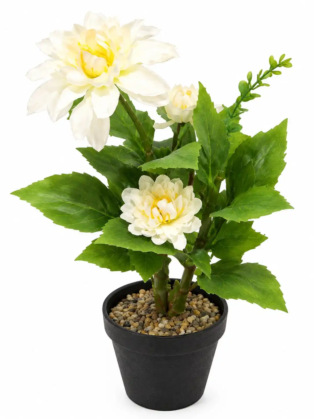 Chraysanthemum Flower Pot 1