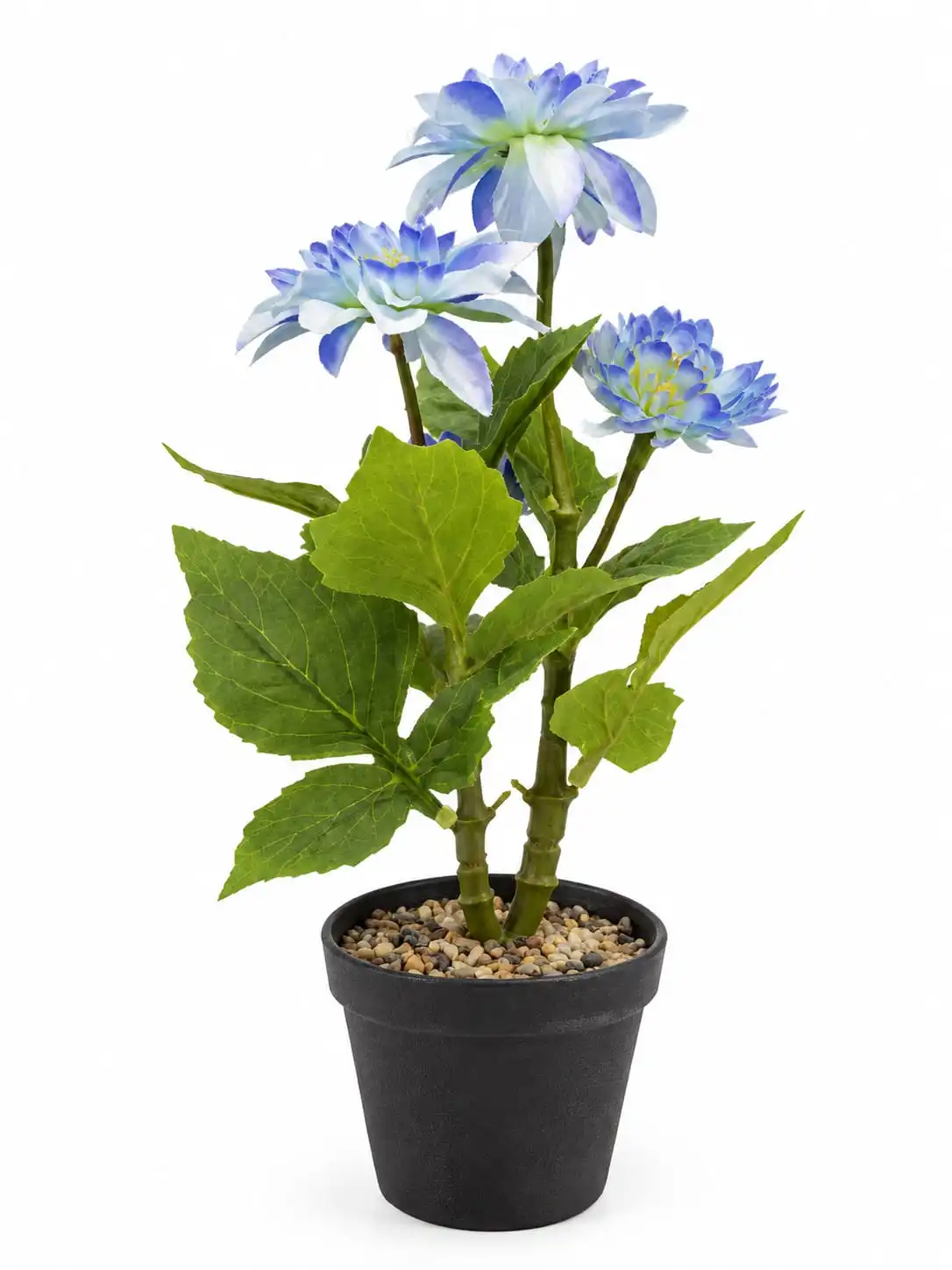 Chraysanthemum Flower Pot 3